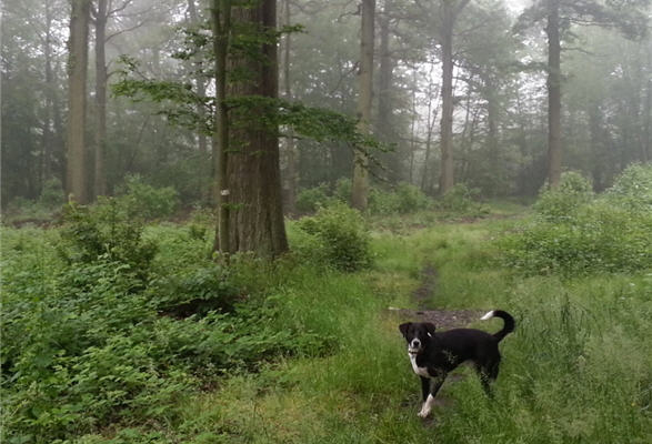 A dog in a forest