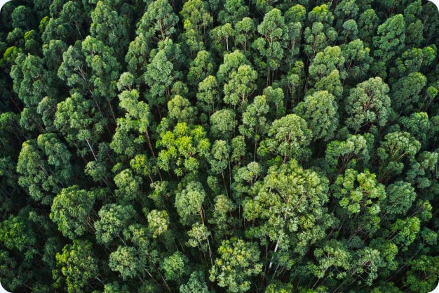 Photo montrant une forêts vue du ciel