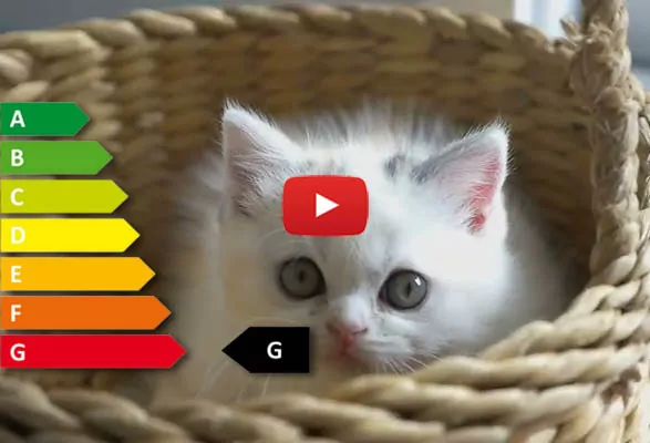 A cat video on youtube